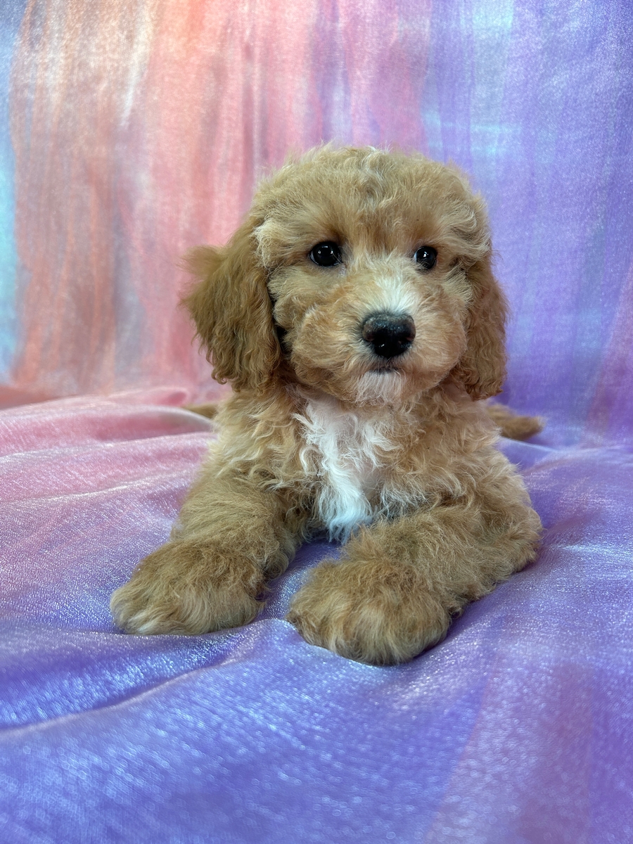 Female Bichon Poodle Pup for Sale in Iowa DOB 9-3-2024 $950